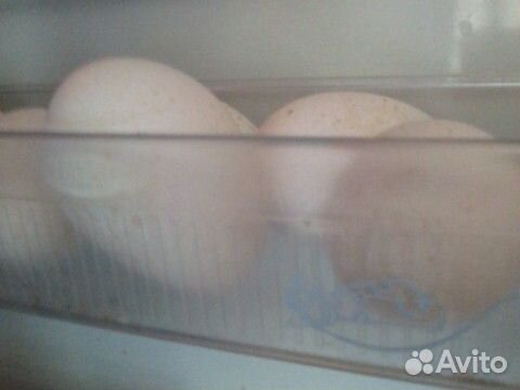 Яйцо инкубационное индейки купить на Зозу.ру - фотография № 1