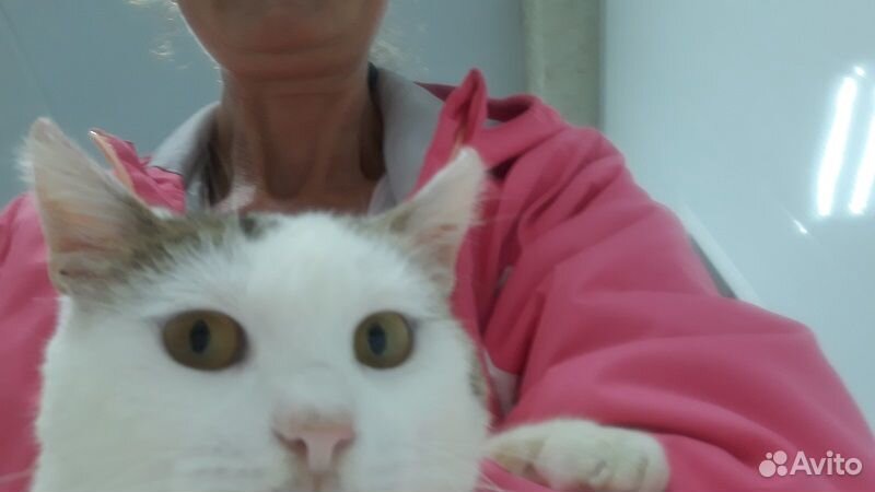 Очень добрый ласковый котик с печальными глазами купить на Зозу.ру - фотография № 1