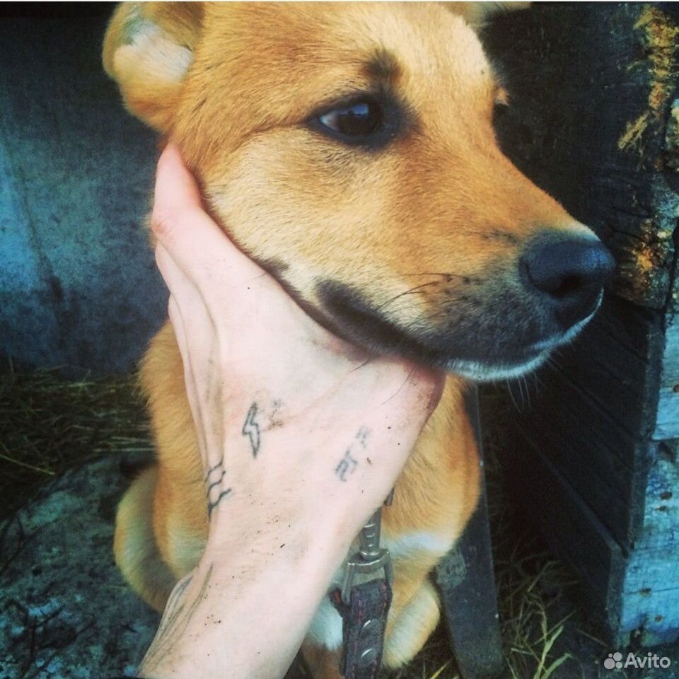 Собака в хорошие руки купить на Зозу.ру - фотография № 1