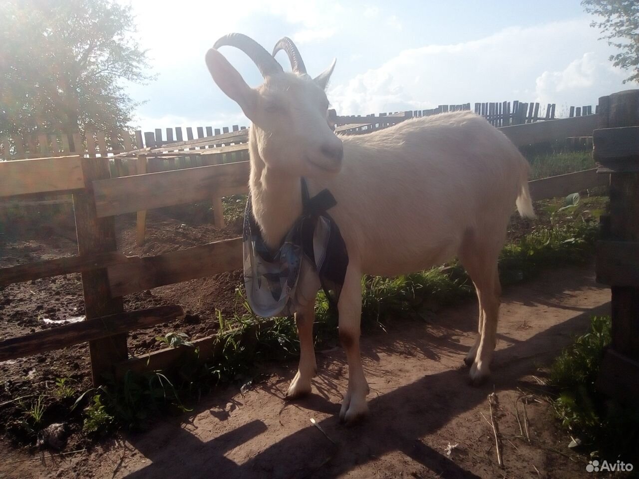 Козел 2 года,коза покрытая 1.5 года купить на Зозу.ру - фотография № 6