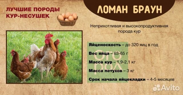 Цыплята Ломан-Браун (супернесушка, курочки) купить на Зозу.ру - фотография № 1
