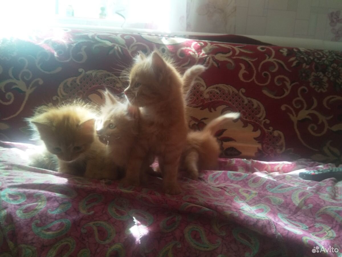 Котята-мальчики, рыжие и пушистые,ждут своих хозяе купить на Зозу.ру - фотография № 2
