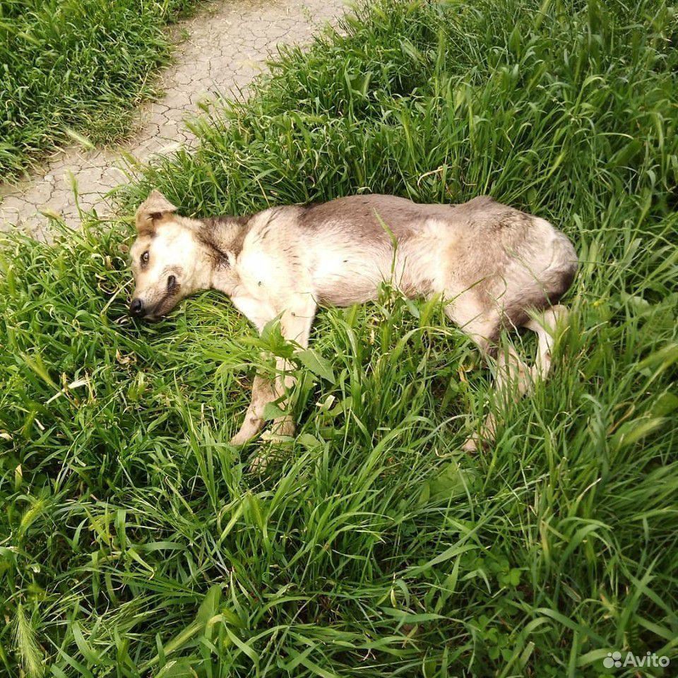 Собака.помощь купить на Зозу.ру - фотография № 5