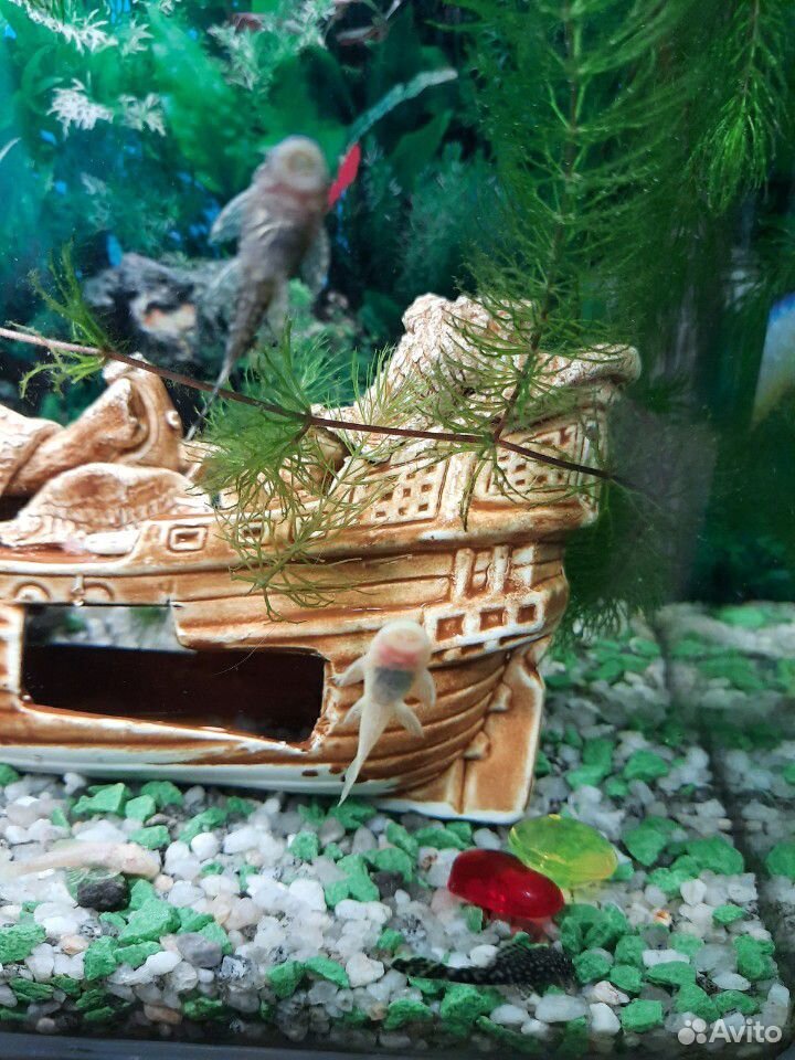 Анциструсы, аквариумные рыбки купить на Зозу.ру - фотография № 1