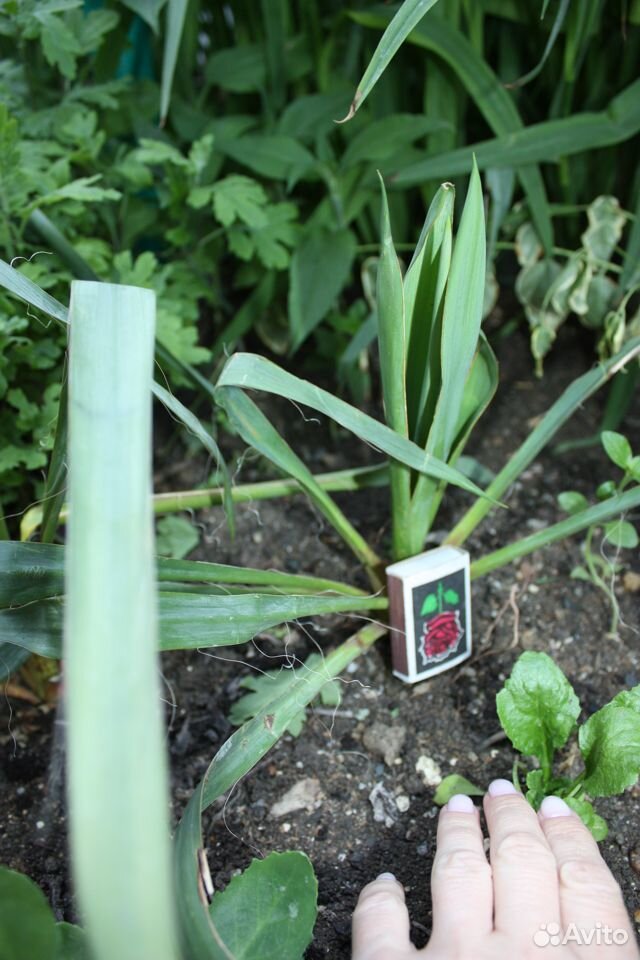 Юкка садовая- многолетнее экзотическое растение купить на Зозу.ру - фотография № 5