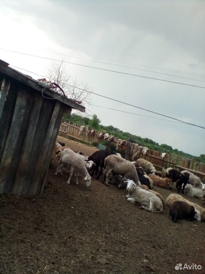 Овцы, бараны племенные купить на Зозу.ру - фотография № 3