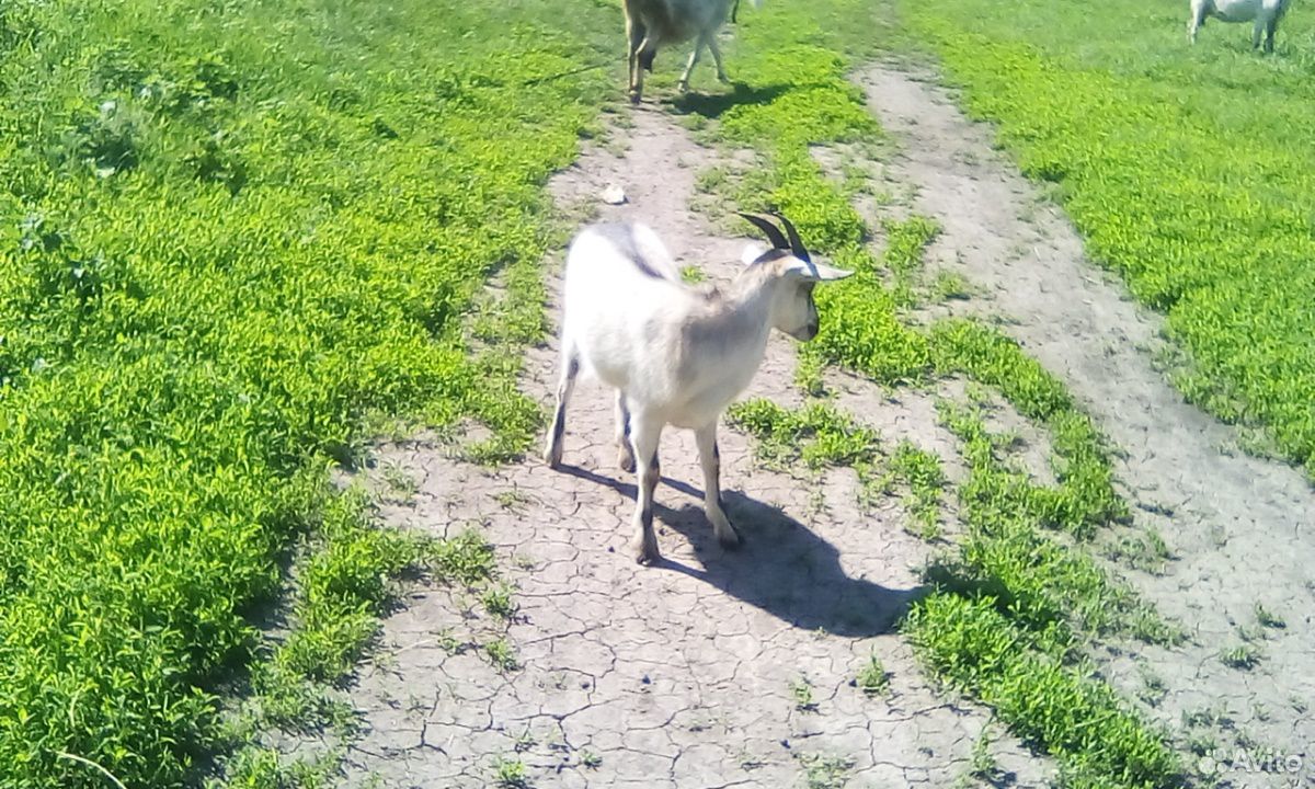 Продам две козачки породы нуйбийской и козла не до купить на Зозу.ру - фотография № 6