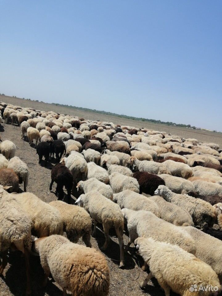 Овцы ягнята зимние на выбор купить на Зозу.ру - фотография № 3