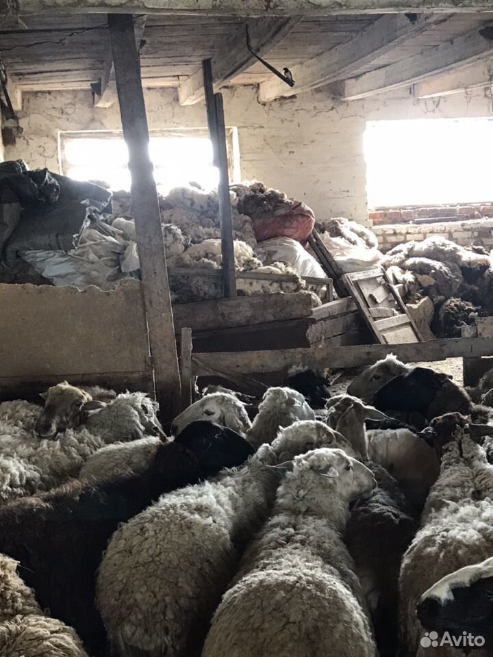 Шерсть овечья купить на Зозу.ру - фотография № 4