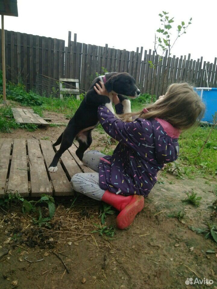 Собака,щенок купить на Зозу.ру - фотография № 5