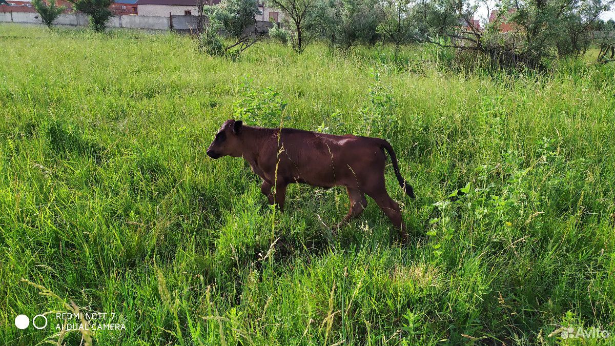 Коровы и телята купить на Зозу.ру - фотография № 3