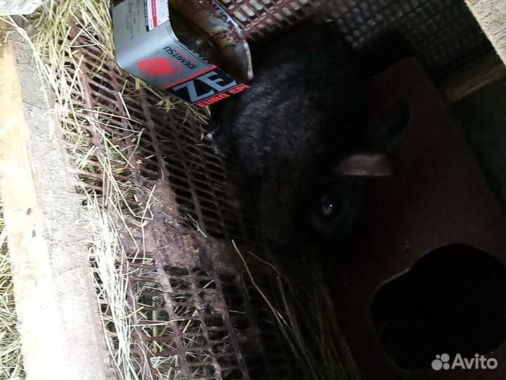 Крольчата, кролихи купить на Зозу.ру - фотография № 4