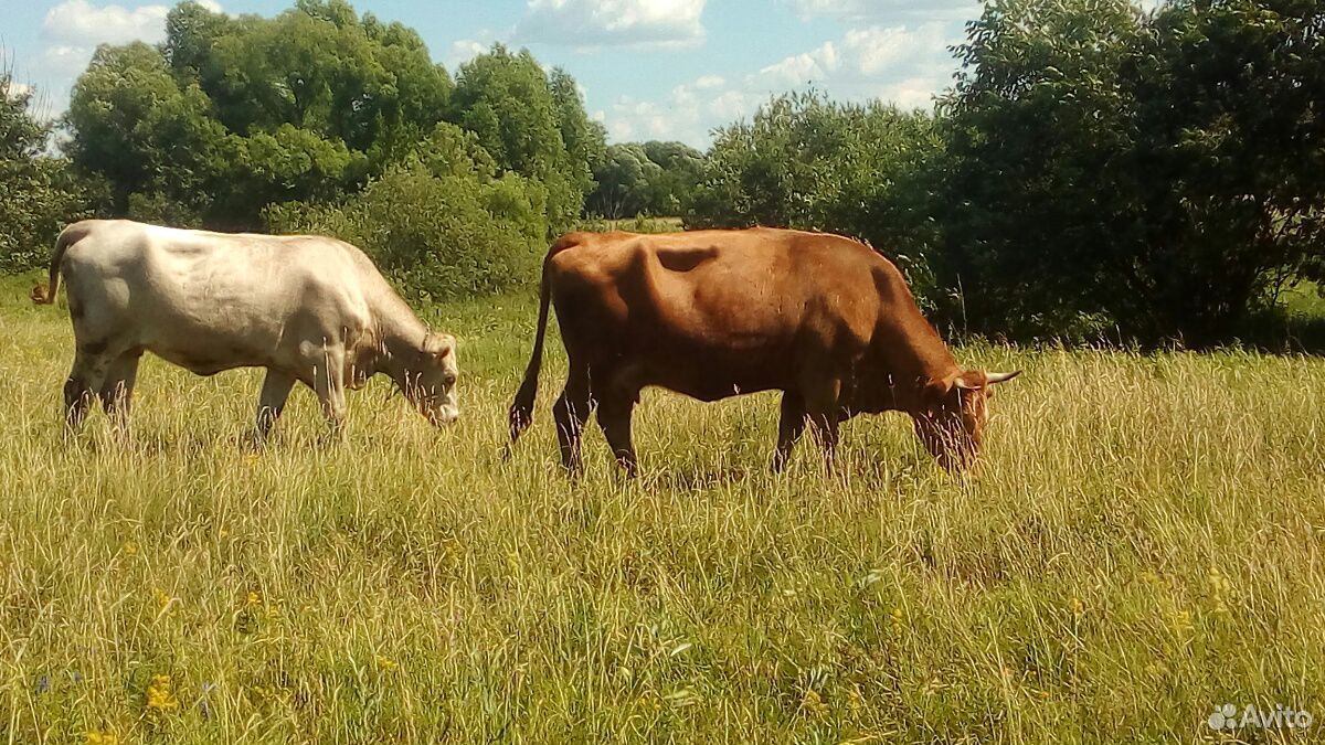 Коровы,бык купить на Зозу.ру - фотография № 2