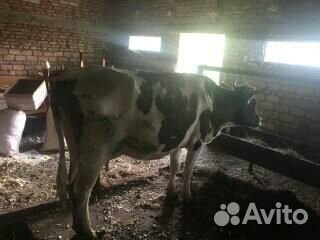 Продам коров с телятами купить на Зозу.ру - фотография № 3