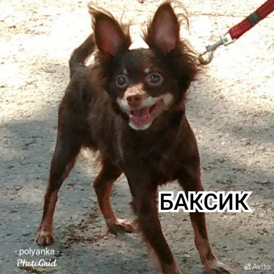 Баксиков. Баксик. Щенок Баксик. Фотография Баксика. Фото Baksik
