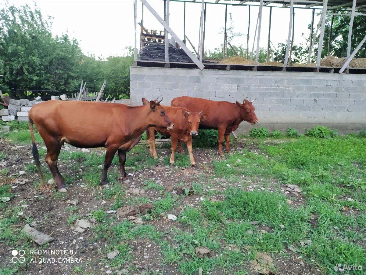 Корова и тёлка купить на Зозу.ру - фотография № 1