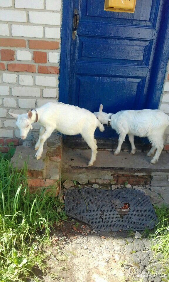Козел и коза купить на Зозу.ру - фотография № 1