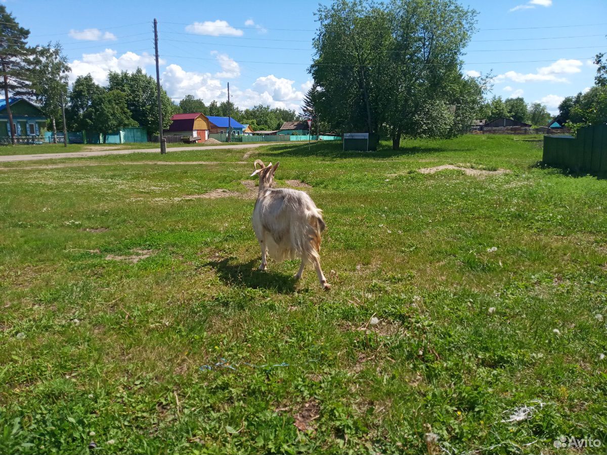 Продам стадо коз купить на Зозу.ру - фотография № 5