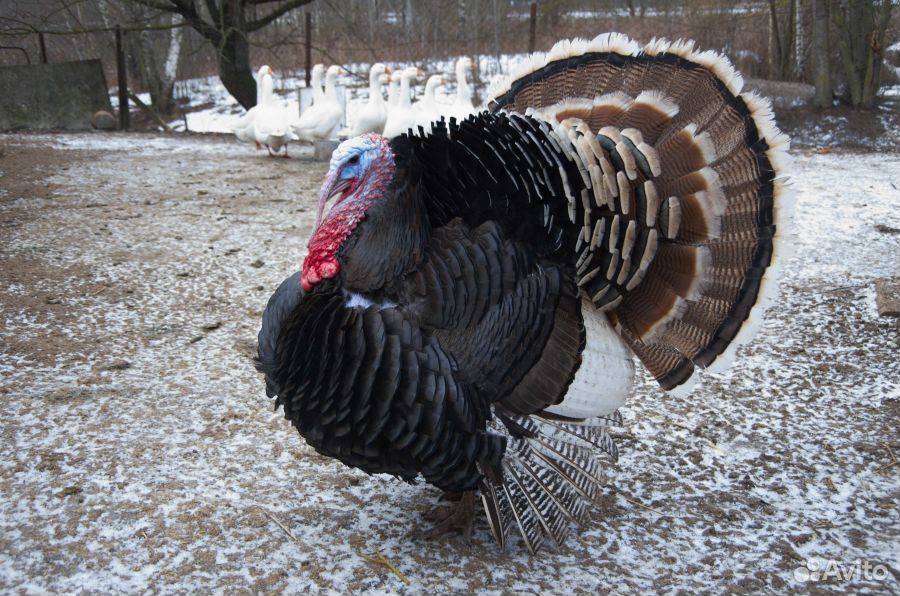 Индюшата бронза 708 тяжёлый кросс. Индюшка. Аспидная индейка. Индюки в теплице зимой. Индюки северокавказские бронзовые.