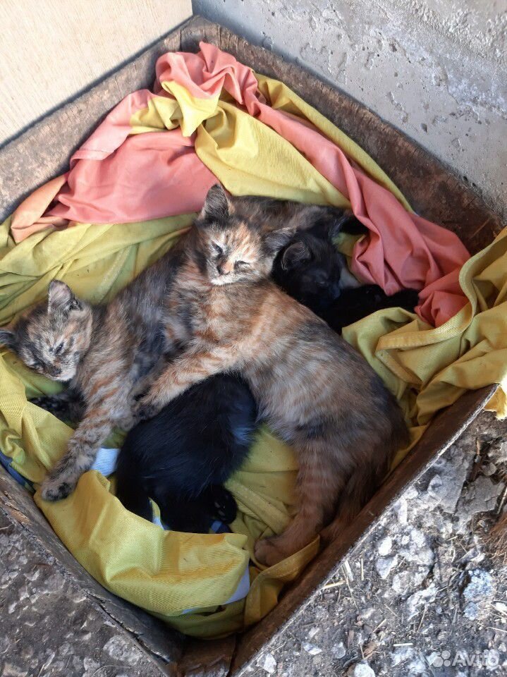 3 красивый котят 2 девочки и 1 мальчик купить на Зозу.ру - фотография № 3