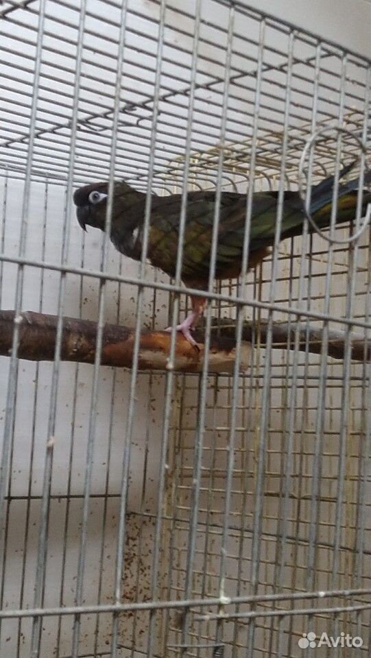 Патагонский попугай купить на Зозу.ру - фотография № 2