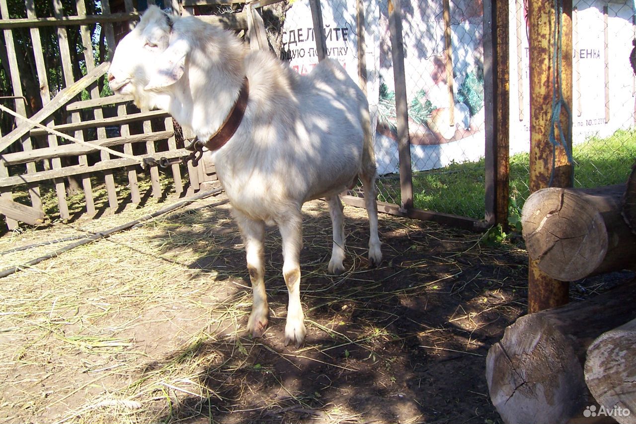 Продаётся зааненско-нубийский козёл купить на Зозу.ру - фотография № 1