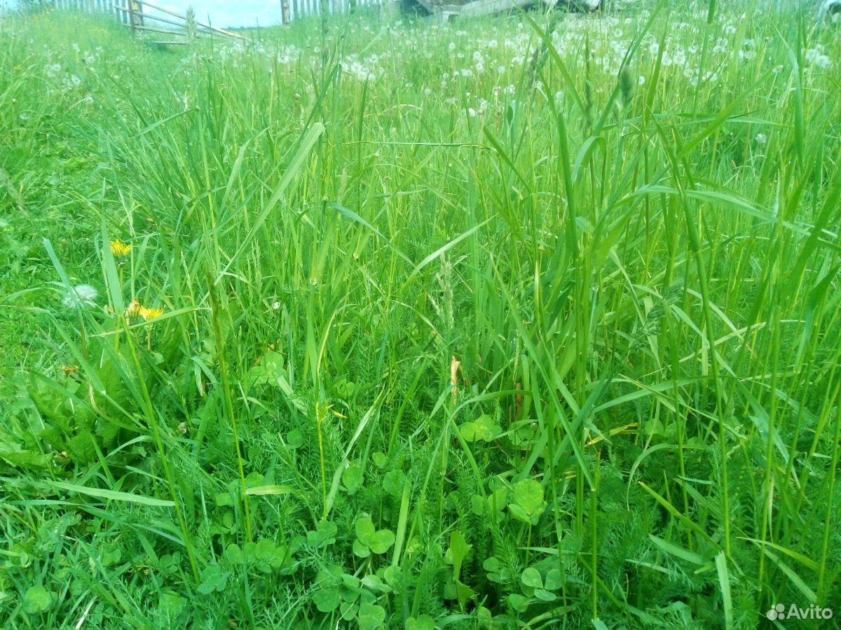 Трава свежая купить на Зозу.ру - фотография № 1