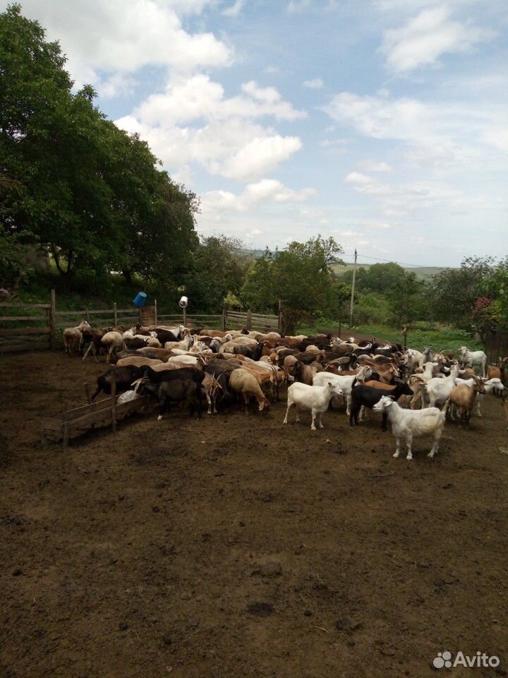 Продаю коз с козлятами и овцы с ягнятами купить на Зозу.ру - фотография № 3