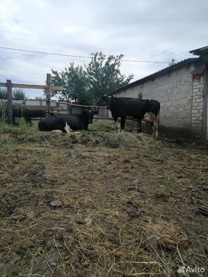 2 коровы купить на Зозу.ру - фотография № 1