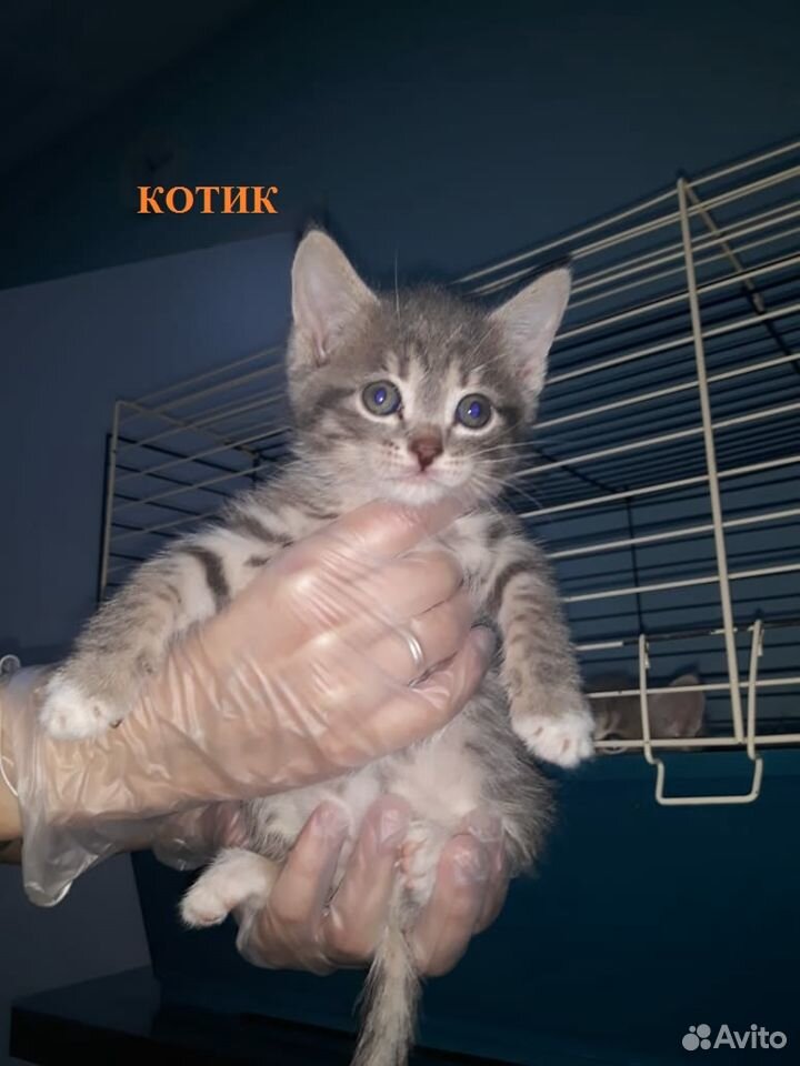Милые котята ищут теплый дом купить на Зозу.ру - фотография № 3