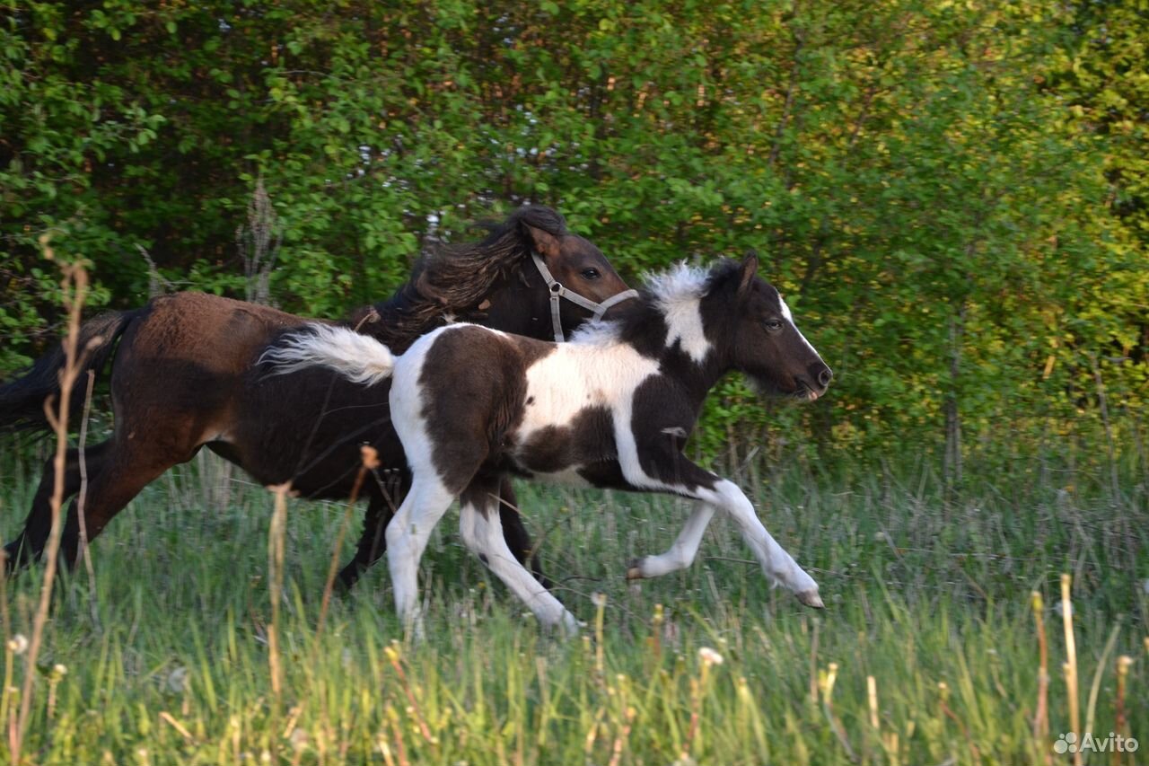 Шетлендские пони на продажу, пони-ферма купить на Зозу.ру - фотография № 6