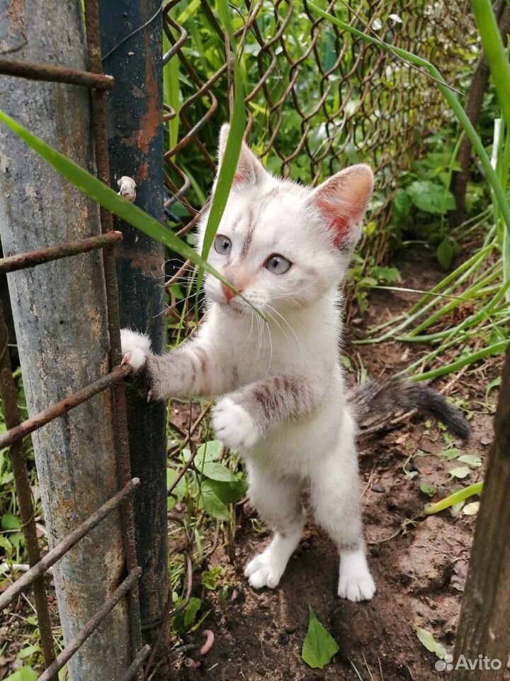 Кошка беленькая 2-3 месяца купить на Зозу.ру - фотография № 6