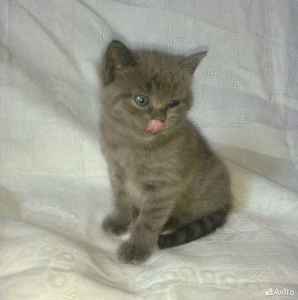 Котенок Муся в заботливые руки (1 месяц) купить на Зозу.ру - фотография № 3