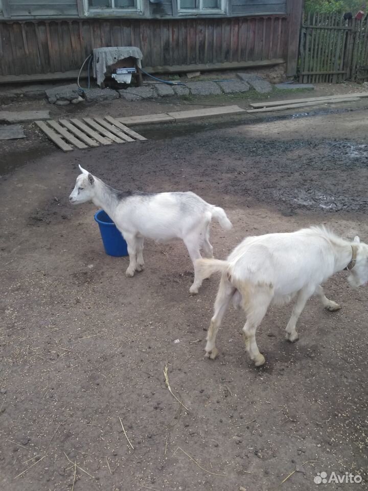 Продаю козу и козлят за вашу цену купить на Зозу.ру - фотография № 5