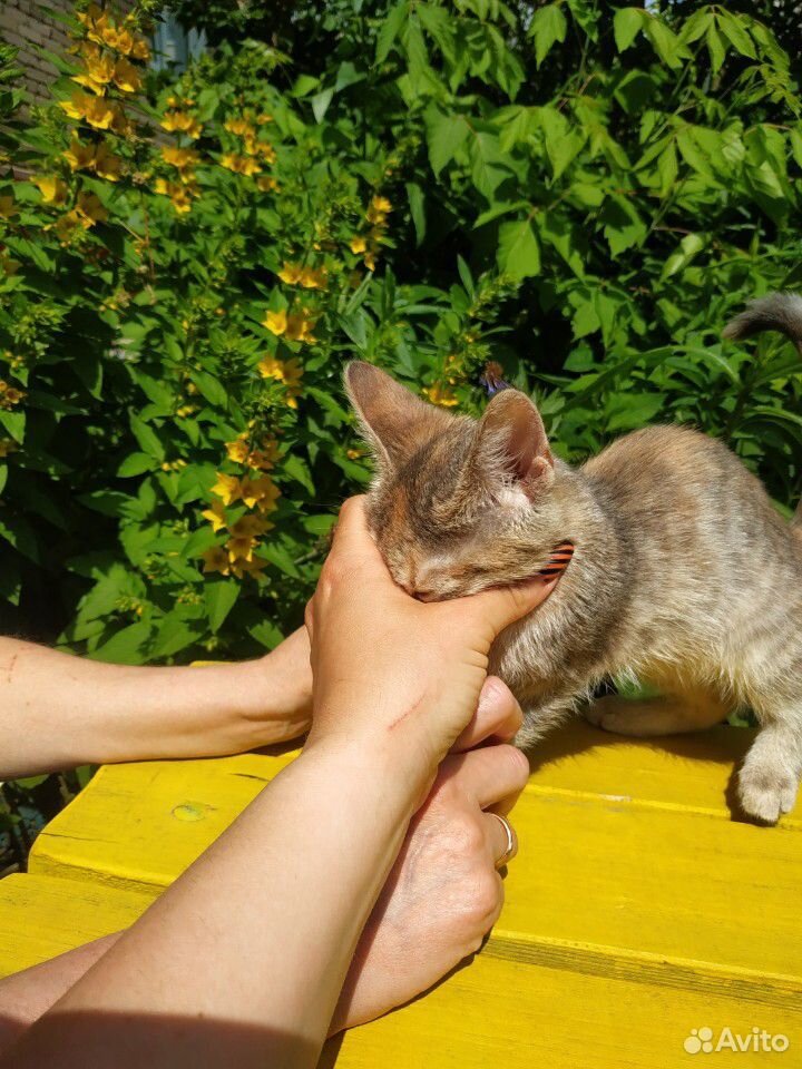 Котенок девочка в дар купить на Зозу.ру - фотография № 2