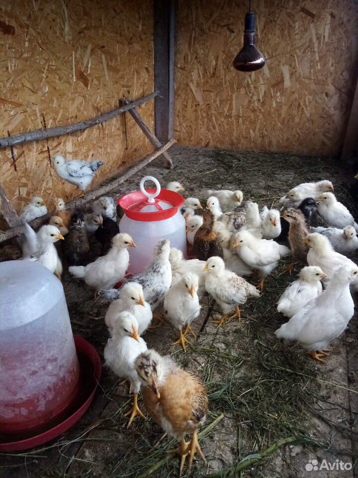 Цыплята от несушек купить на Зозу.ру - фотография № 5