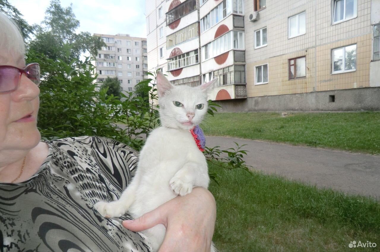 Белая кошечка купить на Зозу.ру - фотография № 1