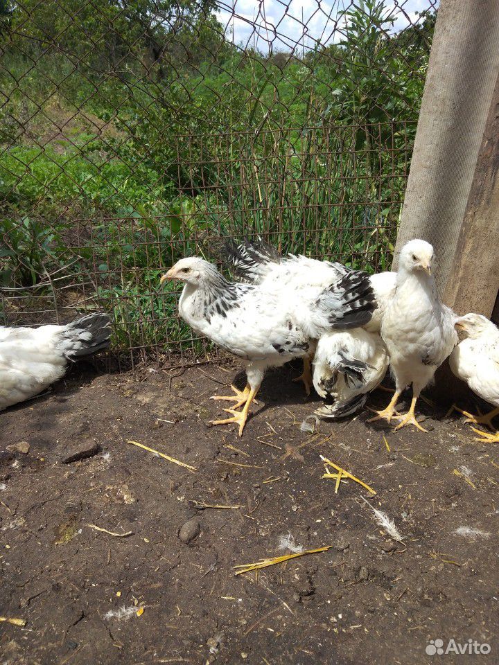 Цыплята подрощенные 3-3.5 мес купить на Зозу.ру - фотография № 6