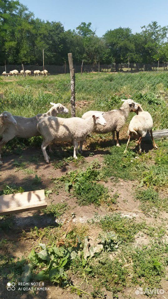 Овцы романовские, возможен не большой торг купить на Зозу.ру - фотография № 3