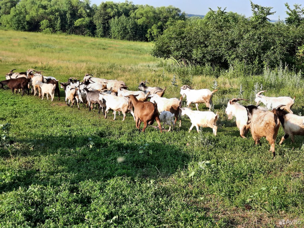 Продам молочных коз и козлят купить на Зозу.ру - фотография № 2