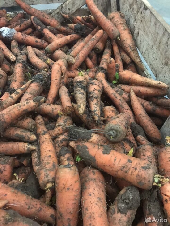 Продать морковь купить на Зозу.ру - фотография № 3