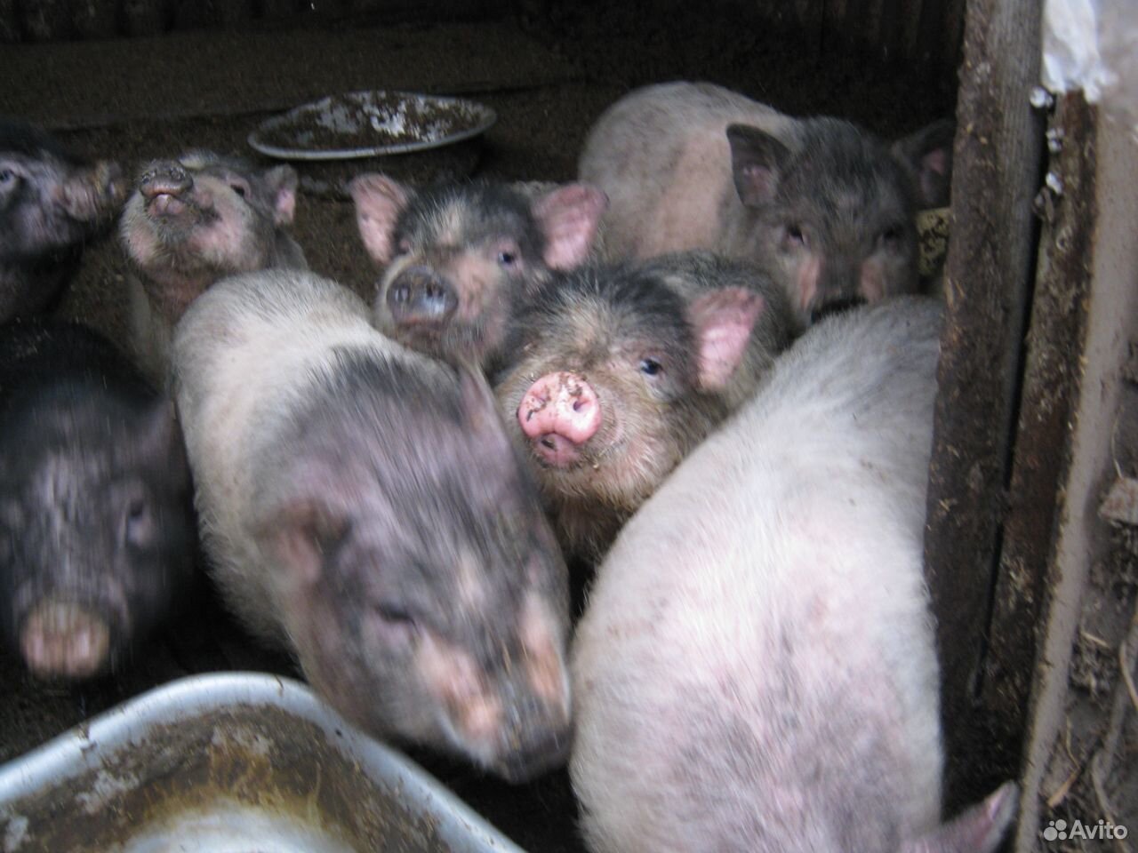 Вьетнамские свини купить на Зозу.ру - фотография № 2