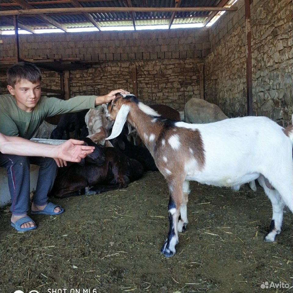 Нубийские козы купить на Зозу.ру - фотография № 1