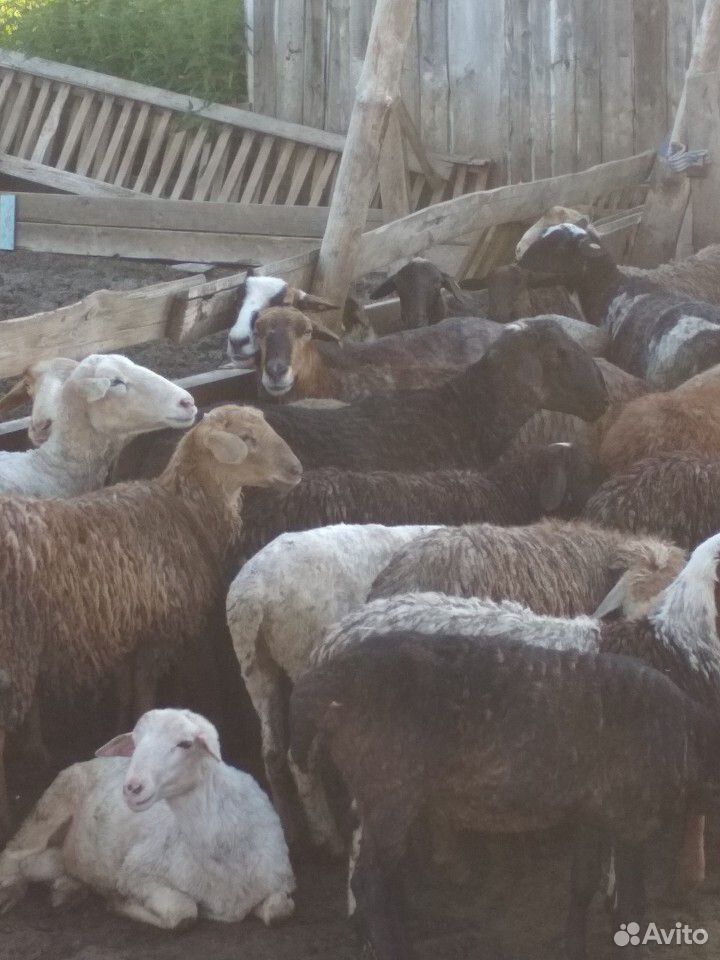 Бараны овцы купить на Зозу.ру - фотография № 6
