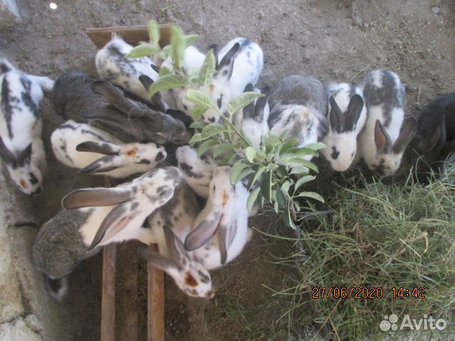 Продам кроликов купить на Зозу.ру - фотография № 5
