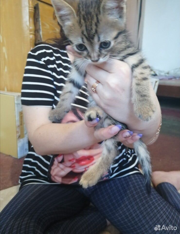 Милые котята в заботливые руки купить на Зозу.ру - фотография № 3