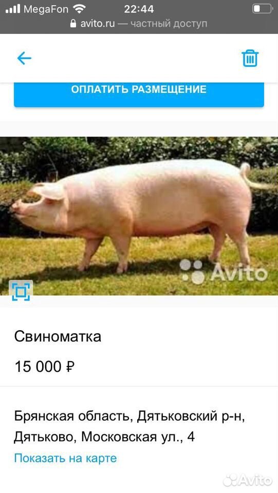 Свиноматка купить на Зозу.ру - фотография № 2