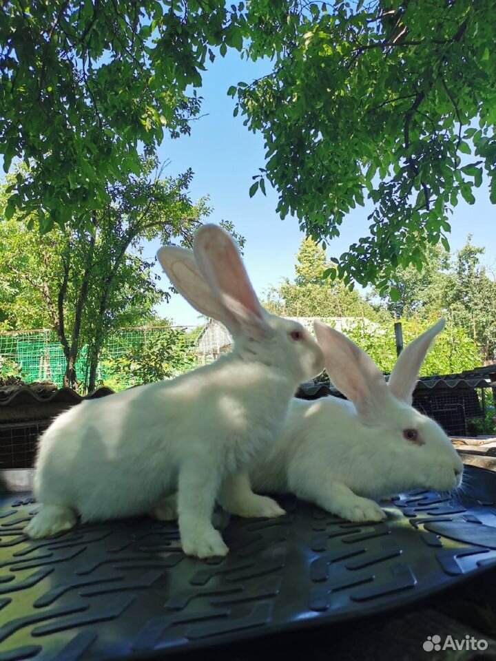 Кролики фландр(бельгийский великан) купить на Зозу.ру - фотография № 6