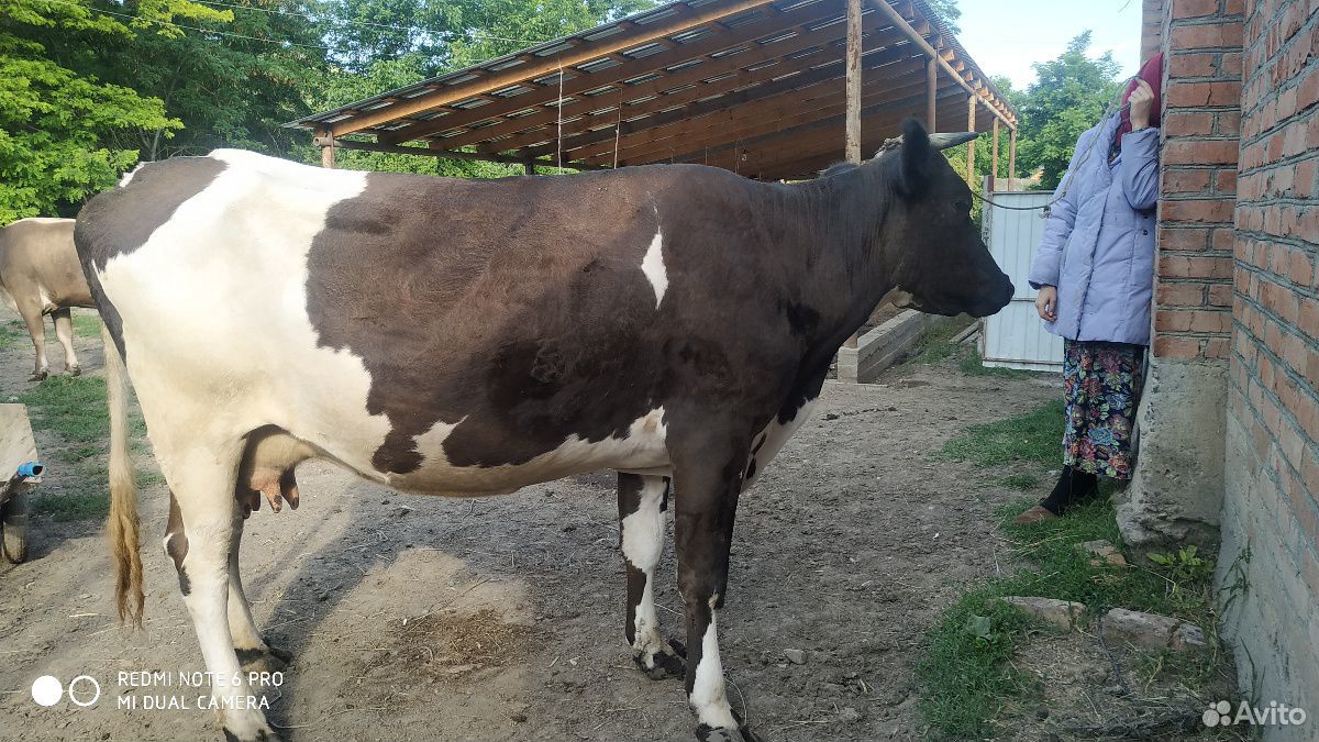 Коровы и ягнята купить на Зозу.ру - фотография № 5
