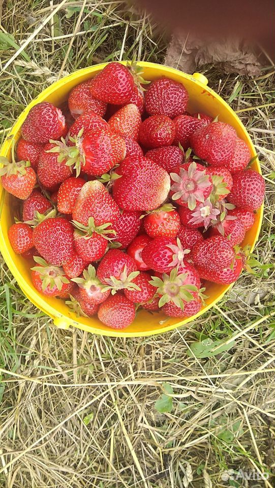 Продаются ягоды клубники купить на Зозу.ру - фотография № 1